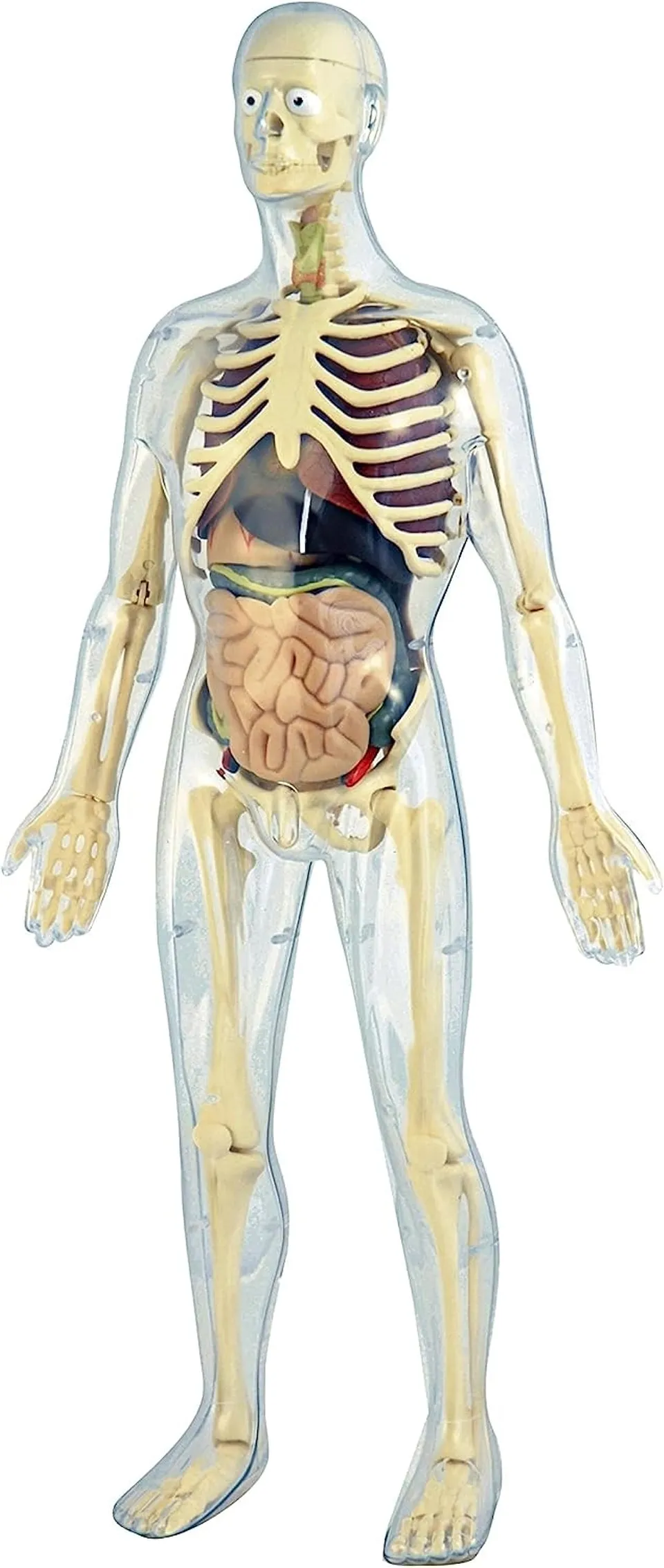 Miniland Human Anatomy Körpermodell 56 cm 45 Teile
