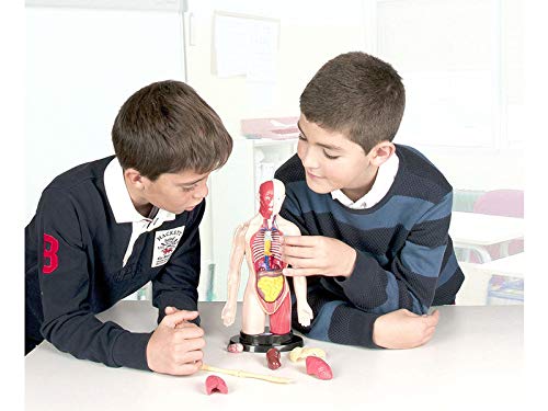 Miniland 99113 Anatomieset Menschlicher Torso 37 cm 16 Teile