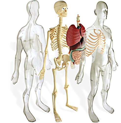 Miniland Human Anatomy Körpermodell 56 cm 45 Teile