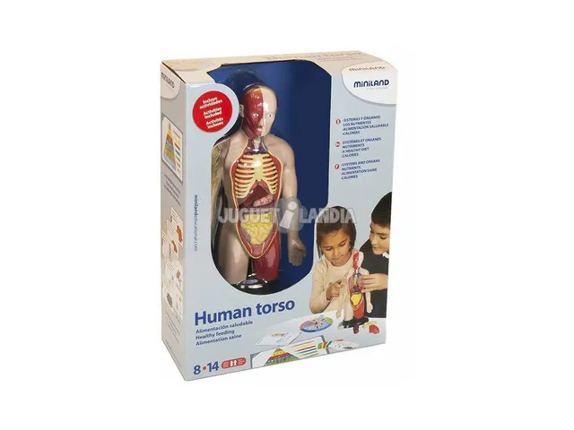 Miniland 99113 Anatomieset Menschlicher Torso 37 cm 16 Teile