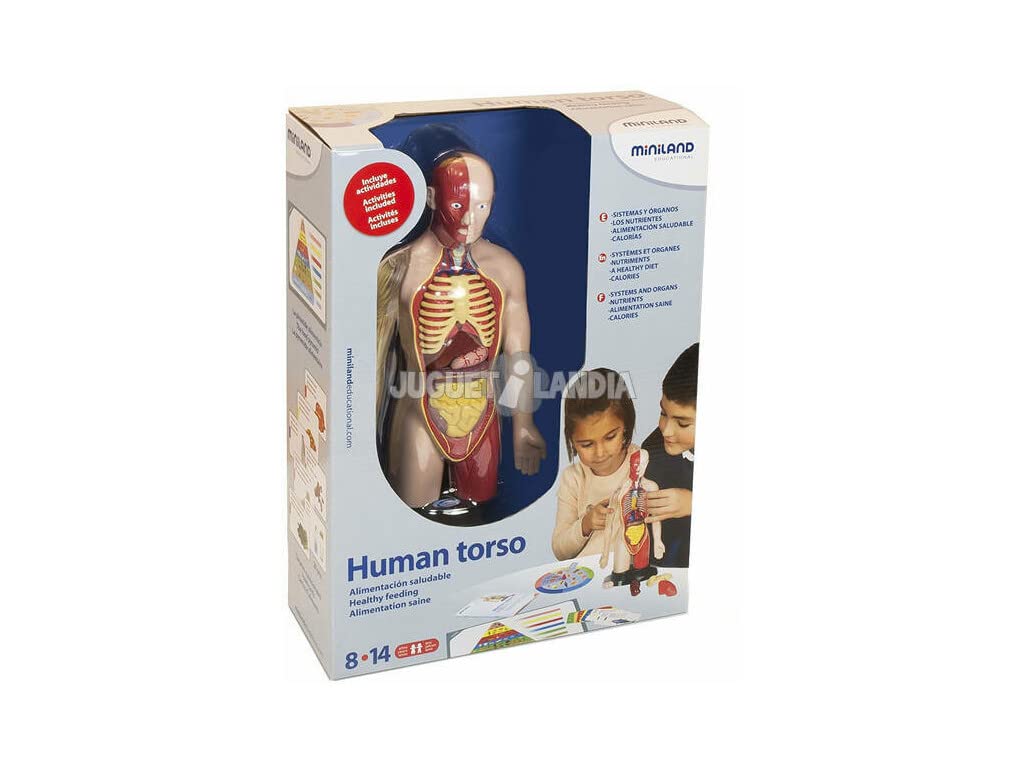 Miniland 99113 Anatomieset Menschlicher Torso 37 cm 16 Teile