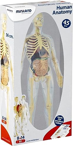 Miniland Human Anatomy Körpermodell 56 cm 45 Teile