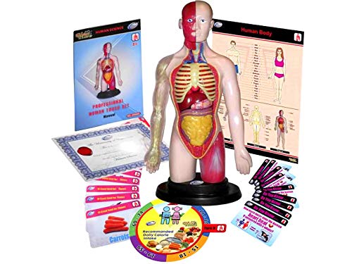 Miniland 99113 Anatomieset Menschlicher Torso 37 cm 16 Teile