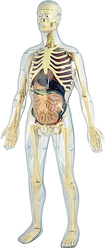 Miniland Human Anatomy Körpermodell 56 cm 45 Teile