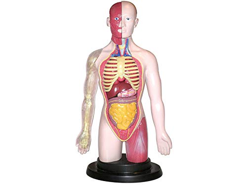 Miniland 99113 Anatomieset Menschlicher Torso 37 cm 16 Teile