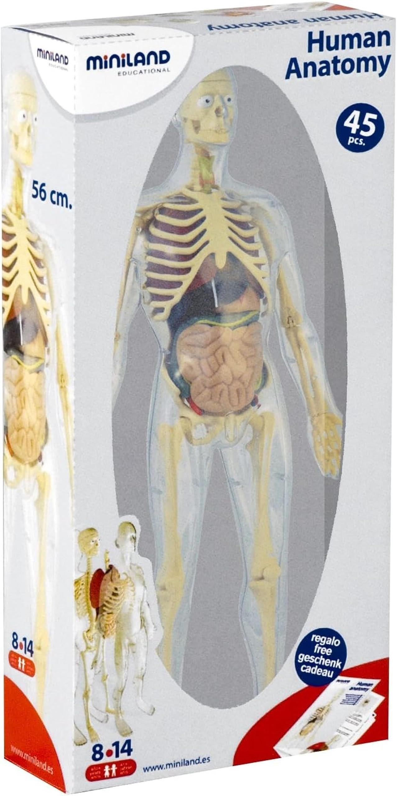 Miniland Human Anatomy Körpermodell 56 cm 45 Teile